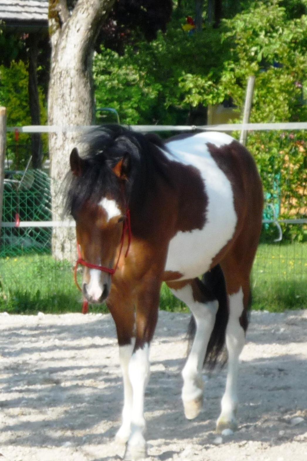Ferienhof Unterfuehrholzergut Klaus an der Pyhrnbahn Extérieur photo